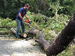 Best Hazardous Tree Removal  in Nolensville, TN